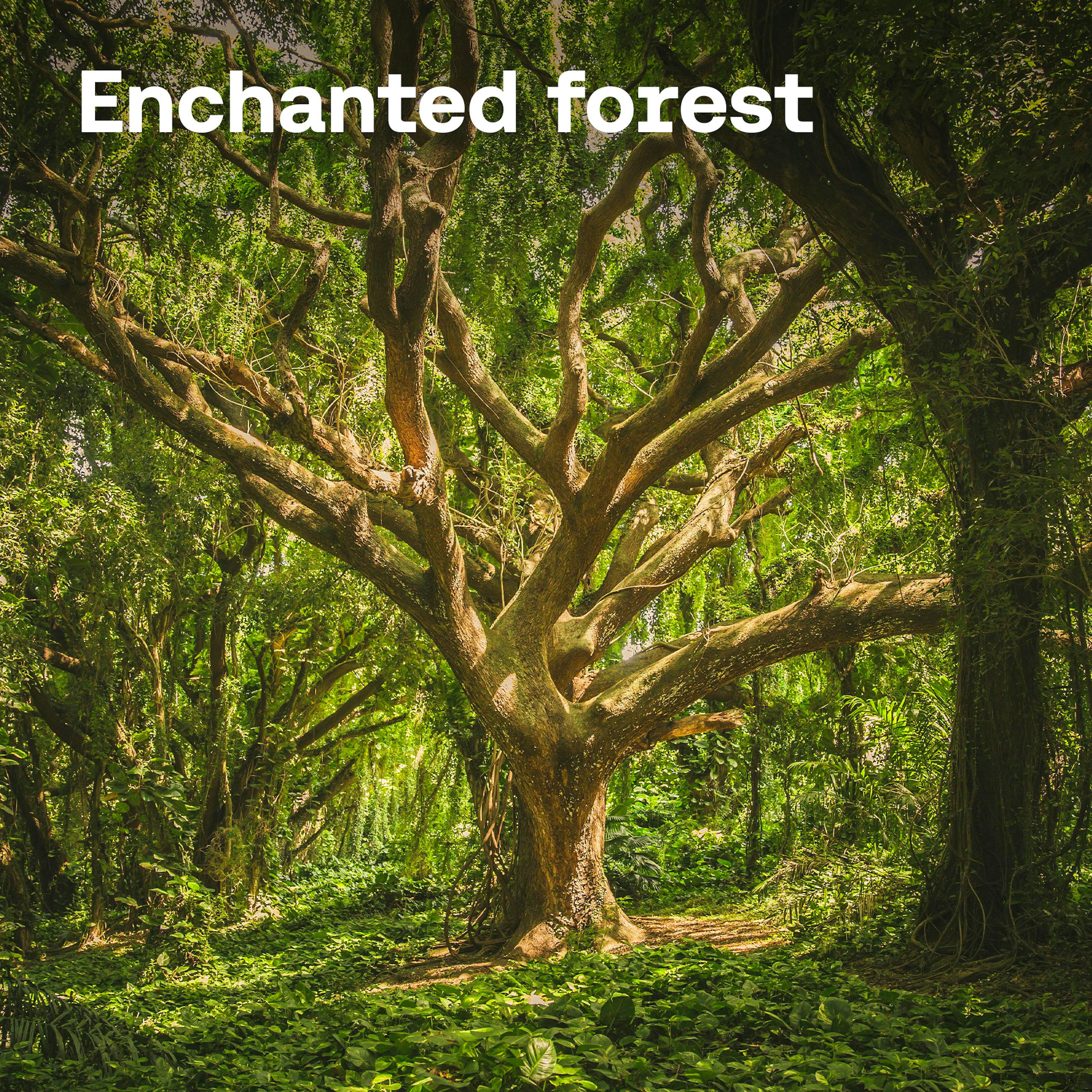 Enchanted Forest