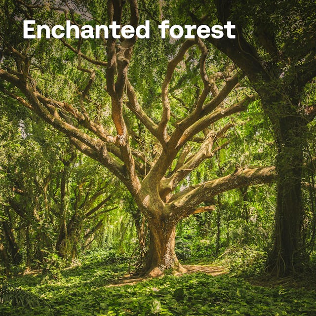 Enchanted Forest cover image