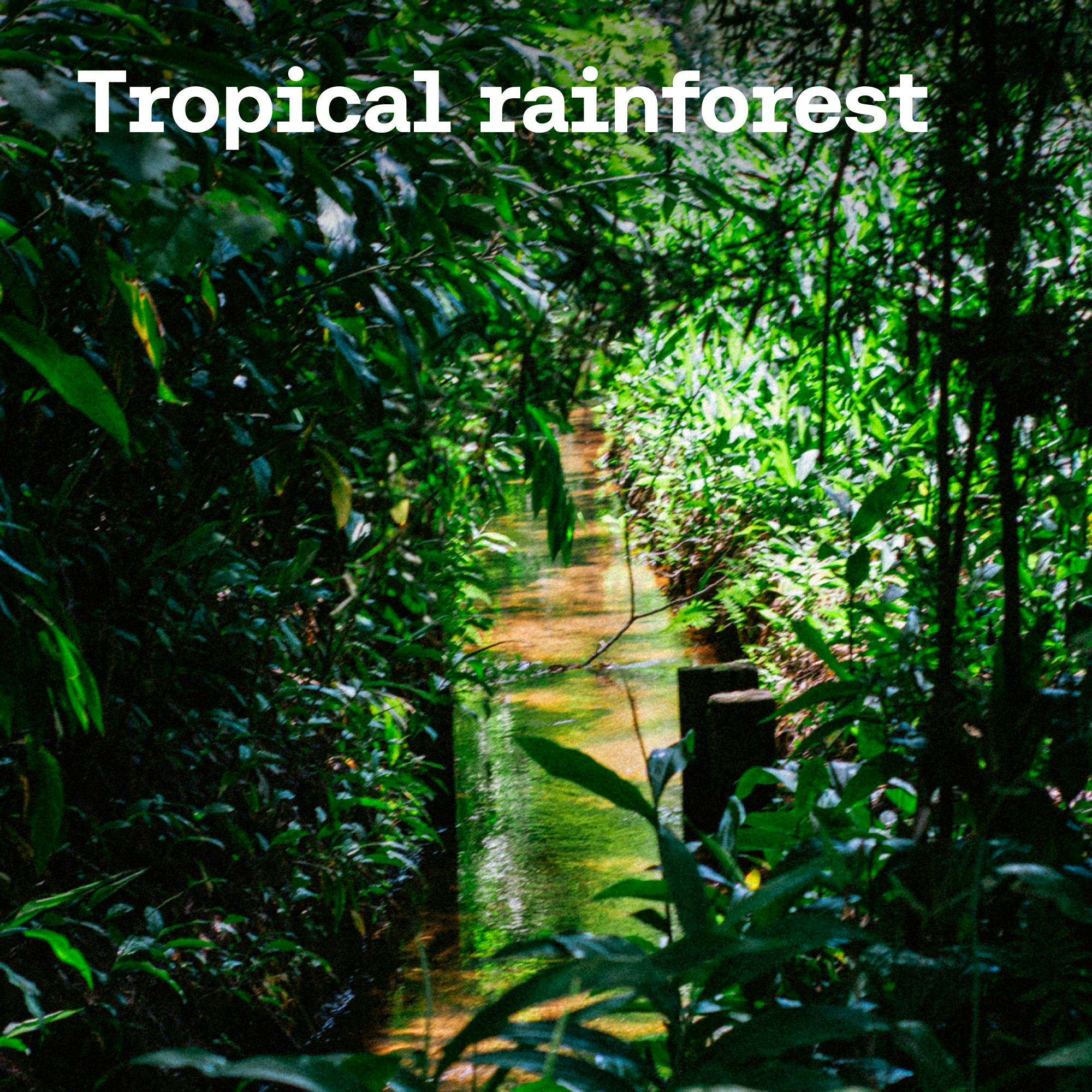 Tropical Rainforest