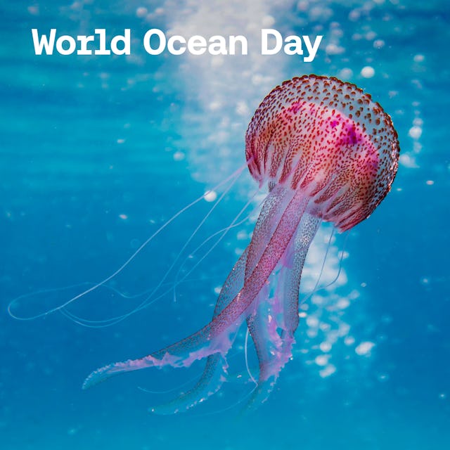 World Ocean Day cover image