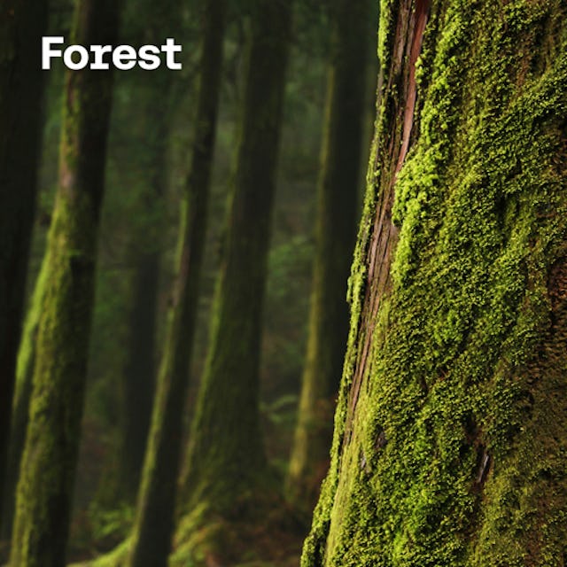 Free forest sounds cover image