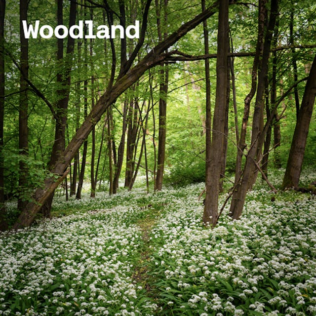 Free woodland sounds cover image