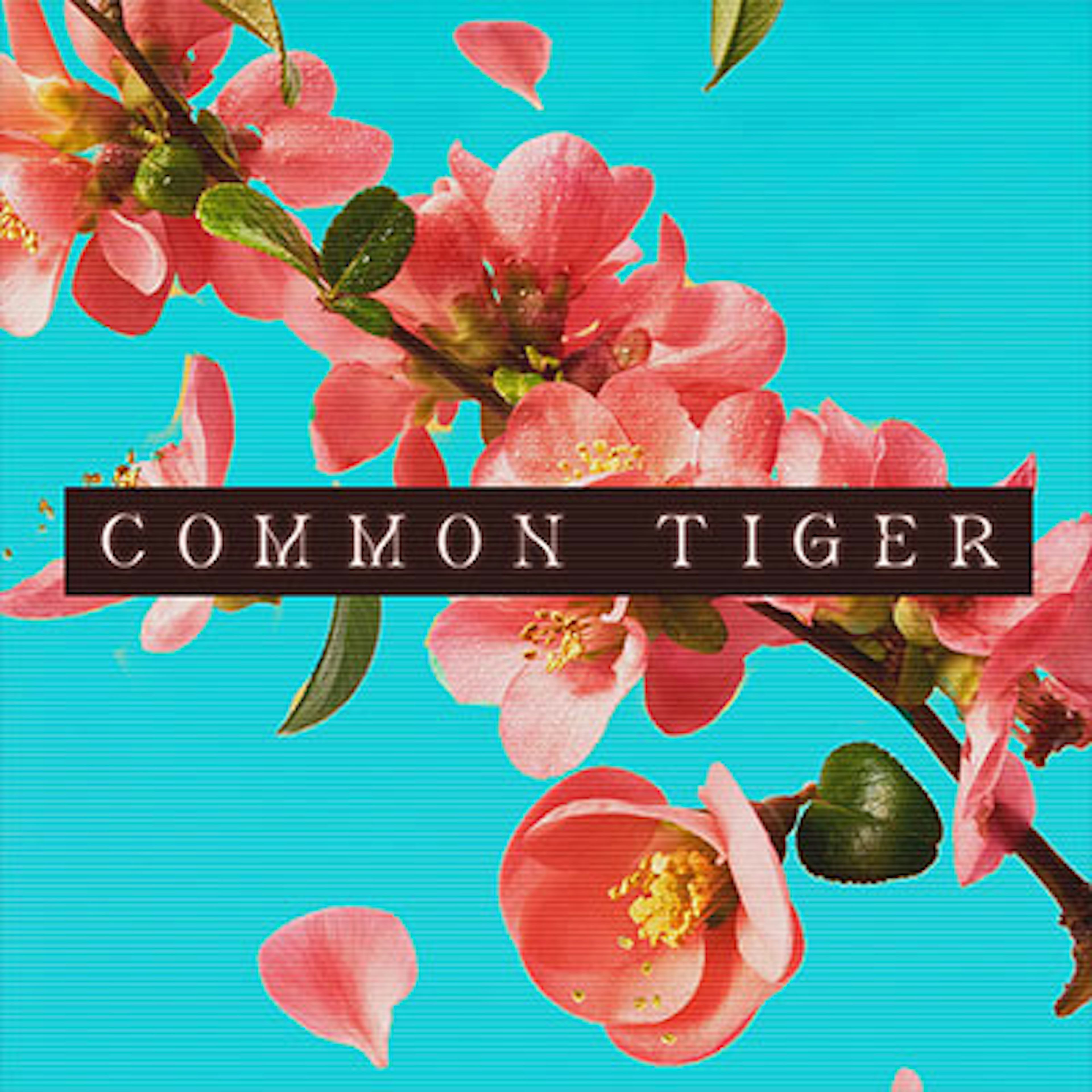 Common Tiger artwork