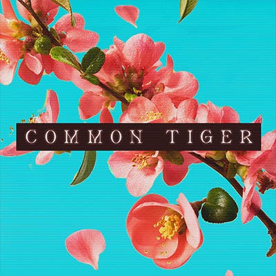 Common Tiger
