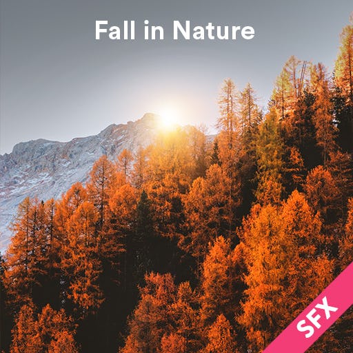 Fall in Nature
