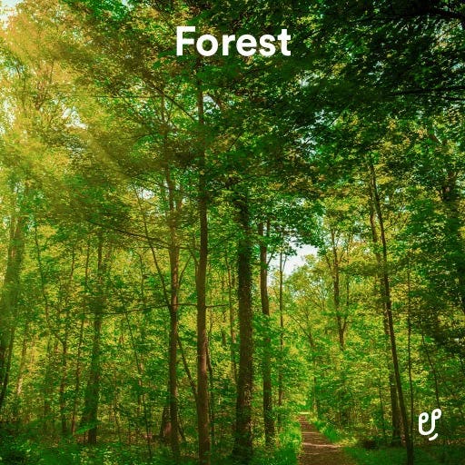Forest sounds