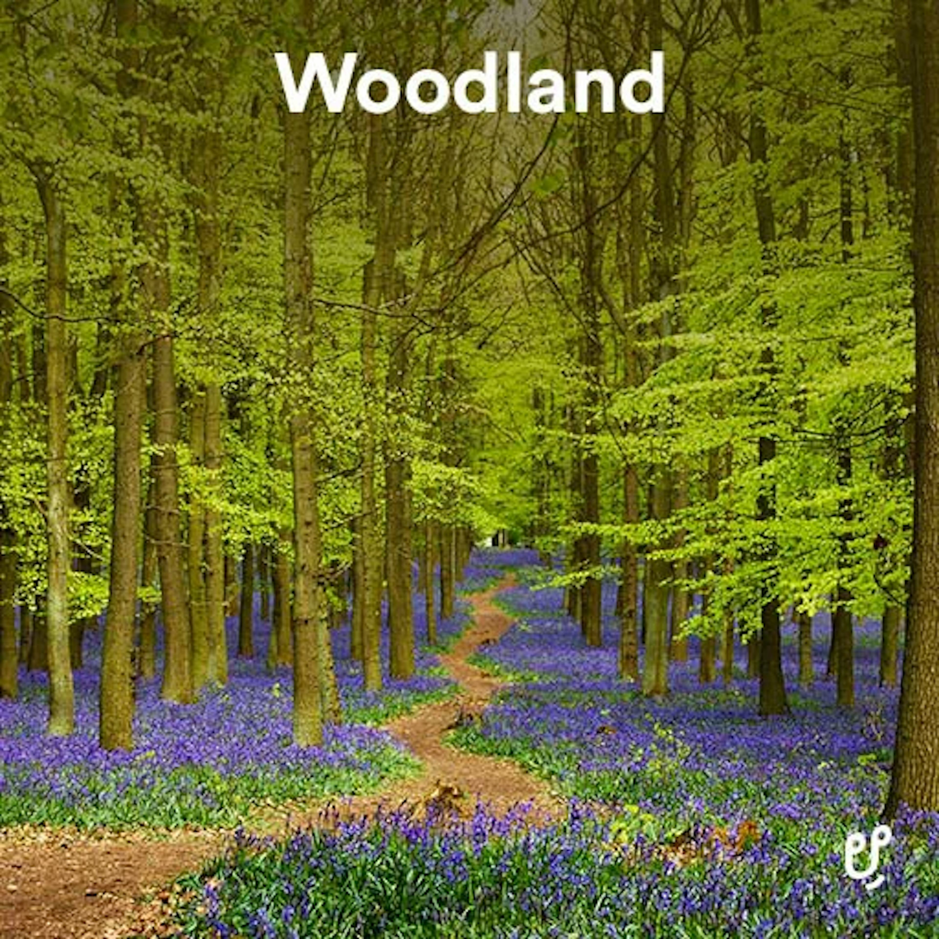 Woodland artwork
