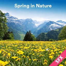 Spring Textures Sounds spring in nature • Free Sound Effects for Creators • Uppbeat