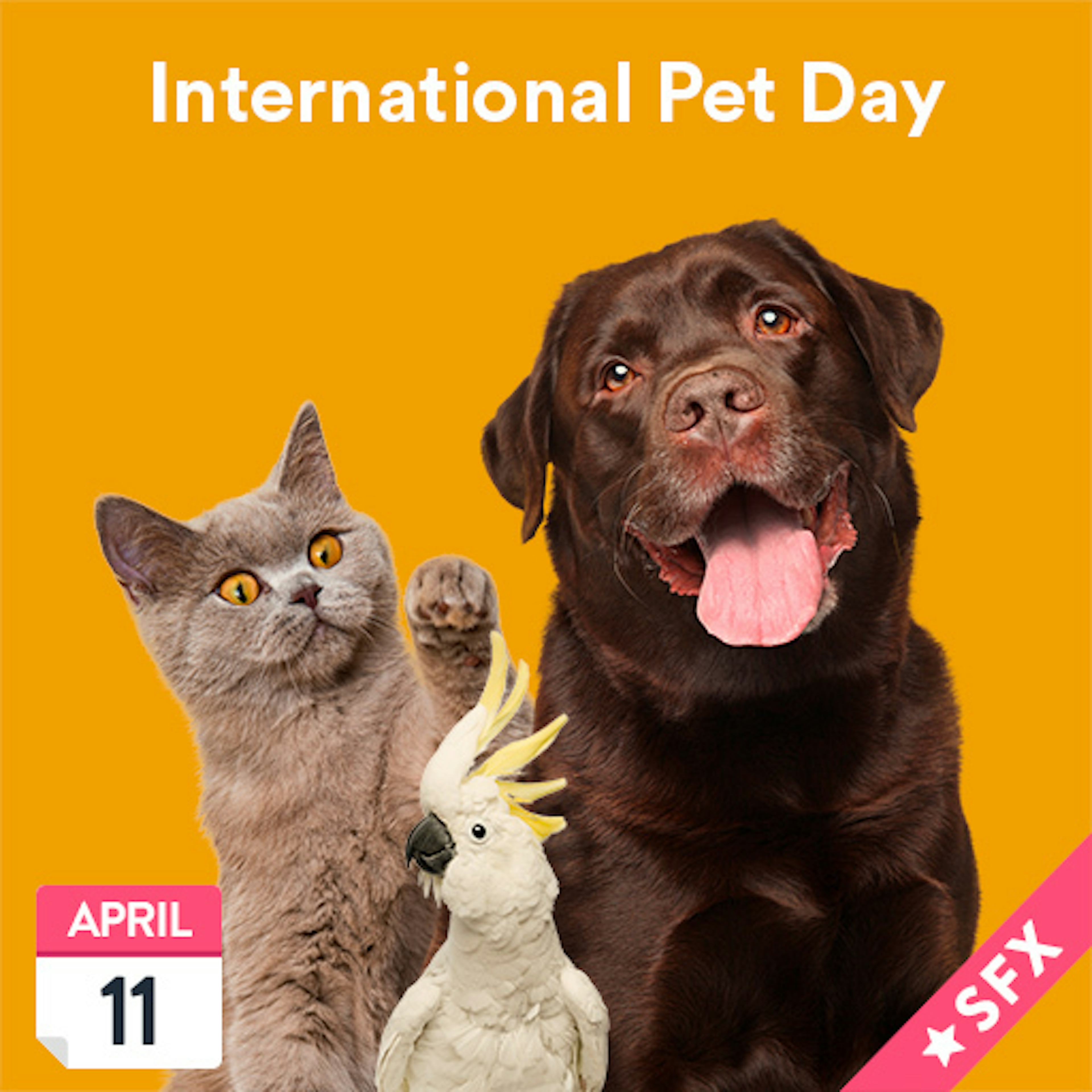 International Pets Day
